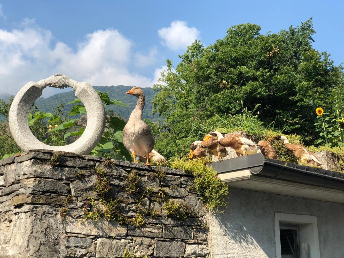 Ostello & Camping Riposo Hotell Losone Eksteriør bilde
